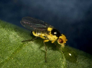 Adult insect of <i><b>Liriomyza trifolii</b></i> (leaf miners)