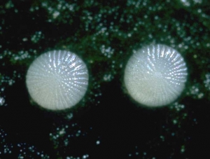 Eggs of <b><i>Chrysodeixis chalcites</i></b> (moth, noctuids)