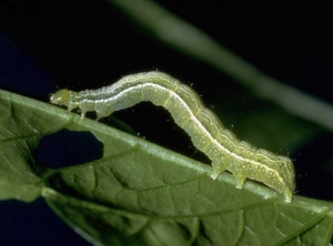 Green caterpillar with a yellow line on each side of its body.  <b> <i> Chrysodeixis chalcites </i> </b> (moth, moth)