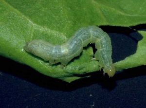 Moth caterpillar <b> <i> Autographa gamma </i> </b> (noctuids)