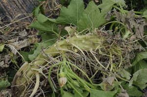 This foot of patisson has an entirely flat stem in front of more and more broad as one approaches the apex of the plant.  <b> fasciaiton </b>