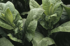 On one of these two tobacco seedlings a leaf shows a partial but significant  lamina deformation. Bug damage