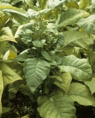 In this Virginia plant, the phytoplasma infection induces a proliferation of many axillary buds with short internodes and small leaves. This gives the apex of the plant a bushy appearance. Stolbur