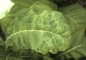 A slightly blistered tobacco leaf with mosaic. Cucumber mosaic virus (CMV)