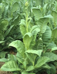 Young, mosaic patterned tobacco leaves tend to curve downwards, this symptom is characteristic of Cucumber mosaic virus (CMV)  