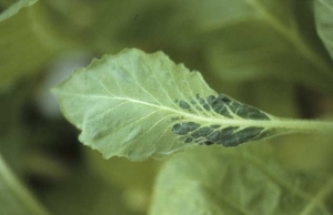 Besides being more slender with an irregular contour, this young leaf is partially covered by prominent blisters. Tobacco mosaic virus (TMV)