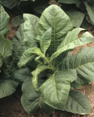 The stem curves down, some leaves have partially necrotic and deformed veins. Tomato spotted wilt virus (TSWV)