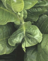 Tobacco leaf with a severely deformed tip on either side of the midrib. Bug damage