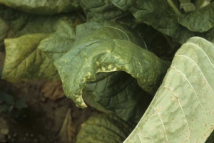 Chlorosis and puckering of lamina margins of lower leaves. Potassium deficiency
