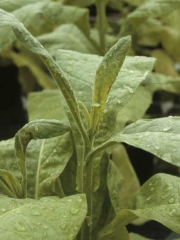 Chlorosis and necrosis of the basis of young leaves, they later remain fairly slender and curve gradually during the growth. Chemical injury