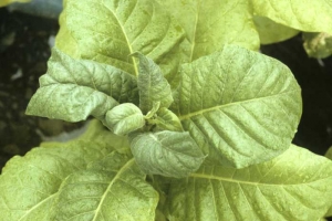 All young formed leaves, are more or less chlorotic, slightly embossed and curled. Chemical injury