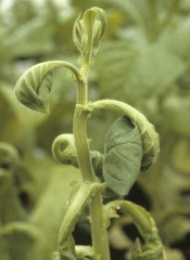 The newly formed young leaves are heavily twisted longitudinally and laterally. Chemical injury