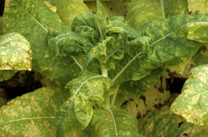 The presence of mildew in the vessels results in reduced plant growth, young leaves are often distorted, many midribs turn yellow and become necrotic. <i>Peronospora hyoscyami f. sp. tabacina</i> (tobacco blue mould, downy mildew)
