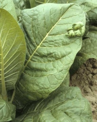 An isolated big blister observed on a tobacco leaf. Genetic abnormality