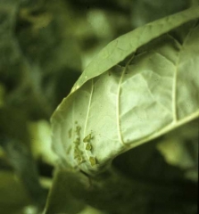 On the underneath side of this leaf, one can easily distinguish several leaf excrescences of cup shape. Alfalfa mosaic virus (AMV)
