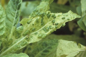 Chlorotic leaf with several large darker blisters, and occasionally overcoming the veins. Cucumber mosaic virus (CMV)