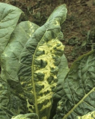 A severe infection of Alfalfa mosaic virus (AMV) distortig a part of lamina of this Burley tobacco leaf.
