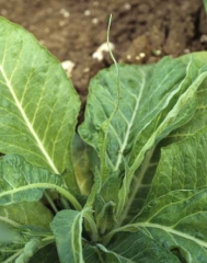 The latest formed leaves are more filiform, some have only their midrib. Cucumber mosaic virus (CMV)