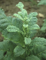 The apex of this Virginia tobacco plant shows shorter internodes and small leaves with irregular margins tending to curve downward. Stolbur