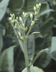 Flowers of the inflorescence are often small and sterile. Stolbur