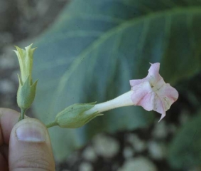 Compared to a normal flower (seen on the right) one can easily observe the impact of stolbur on the flower of an infected plant (left). Stolbur