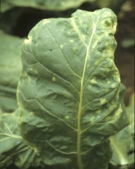 This leaf has received an overdose of pesticide; in addition to interveinal yellowing it is also markedly deformed at lamina margins. Chemical injury