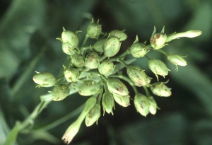 Damage from hail can be easily observed on the inflorescences. Hail injury