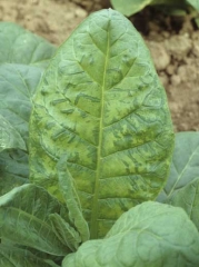 Leaf mosaic. Cucumber mosaic virus (CMV)