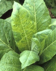 Marked mosaic pattern on a dark tobacco leaf. Cucumber mosaic virus (CMV) 