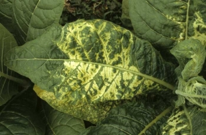 A highly marked yellow mosaic on a Burley tobacco leaf. Alfalfa mosaic virus (AMV)