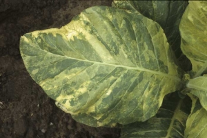 On some leaves alternation of normal and affected leaf tissue areas can be confused with leaf mosaic.
(Variegation, Genetic abnormality)
