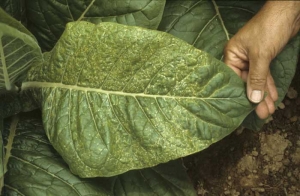Virginia tobacco leaf partly covered with tiny necrotic lesions of different shapes (spots, lines, commas, short arcs, etches). Tobacco etch virus (TEV)