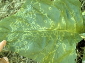 Large chlorotic and irregular patterns on a Virginia tobacco leaf that progressively become necrotic (line pattern).
 
