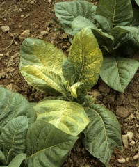 Bright yellow mosaic in large interveinal patches on several leaves of a young Burley tobacco plant. Alfalfa mosaic virus (AMV)