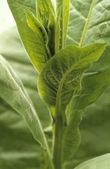 Tomato spotted wilt virus (TSWV): This young leaf, having some veins starting to become necrotic, tends to twist as does the apex of the plant.
