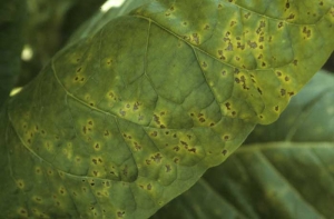 Many necrotic spots surrounded by a yellow halo on a Virginia type tobacco leaf. Bacterial disease caused by <i><b>Pseudomonas syringae</b></i> pv. Angulata (angular leaf spot).