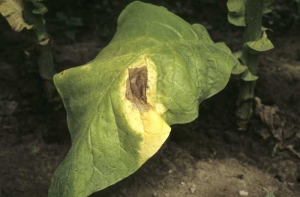 Unilateral yellowing of a lower leaf of a Virginia type tobacco. Vascular disease caused by <i><b>Verticillium dahliae </b></i>(Verticillium wilt)