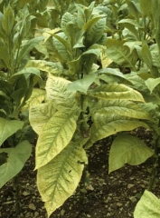 Marked yellowing of lower leaves of a Virginia type tobacco. Stolbur