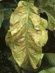 After the first frost, affected leaves turn golden yellow. Stolbur