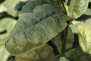 Discrete vein necrosis on a chlorotic dark tobacco leaf; colour appears slightly metallic. These lesions should not be confused with those caused by necrogenic PVY strains. <i>Candidatus</i> Phytoplasma solani(stolbur, big bud)