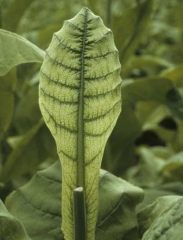 A very characteristic chlorosis which affects mainly the interveinal tissues, the veins remain dark green. Polyphylla (or Frenching)