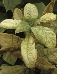 After having initially yellowed, several young leaves have bleached fairly quickly. Only a few veins remain green. Chemical injuries