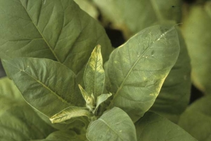 Newly formed leaves, in addition to being slightly pinched, they turn white at the tip. Chemical injuries 