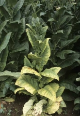 Several leaves of dark tobacco show  widespread yellowing or bleaching. <i>Candidatus</i> Phytoplasma solani (stolbur, big bud)