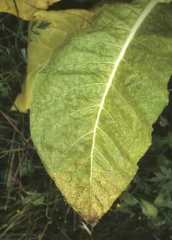 Many small brown irregular and inter-veinal spots, with a narrow yellow halo. Potato virus Y (PVY)