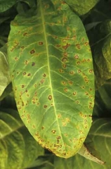 Many irregular brown spots cover the leaf. Some of them start from the veins. Potato virus Y (PVY).