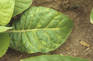 A few yellow spots can be observed on lower leaves of this Burley tobacco. Cucumber mosaic virus (CMV)