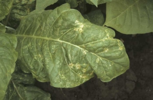 Many small, irregular, sometimes concentric necrotic rings, on this Virginia tobacco leaf (ring spot). Tobacco ring spot virus (TRSV)