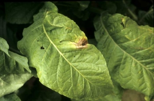 A beige spot, with brown irregular and concentric rings. <i><b>Botrytis cinerea</b></i>