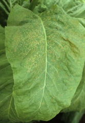 A lot of tiny, whitish to brown spots on a tobacco leaf. Pollution spots (weather fleck)

